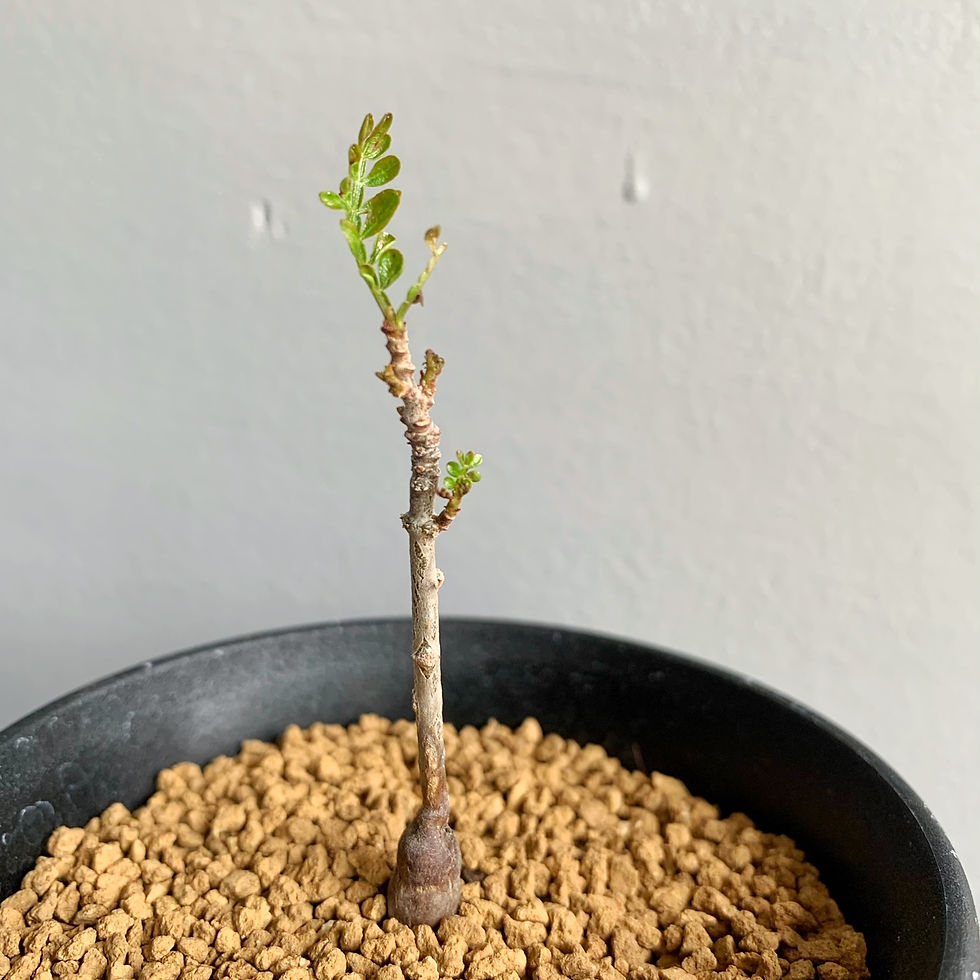 オペルクリカリア ヒルスティッシマ#22