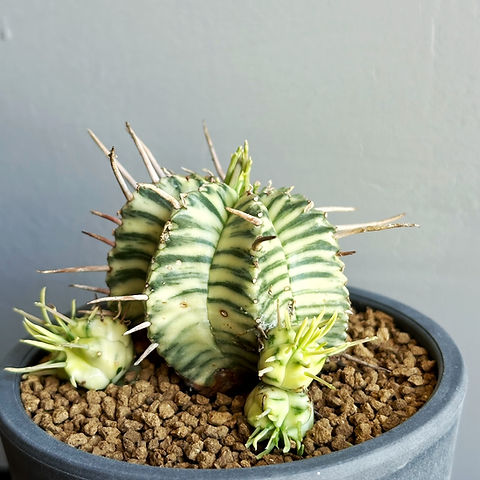 オペルクリカリア デカリー　特大株　鉢ごと発送 オペルクリカリア デカリー 特大株 鉢ごと発送 オペルクリカリア