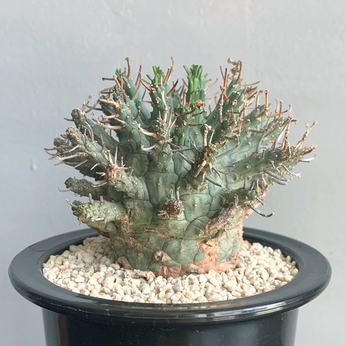 u*o様 360特選 ユーフォルビア デセプタ/Euphorbia decept 360特選 ユーフォルビア デセプタ/Euphorbia decepta/5年株