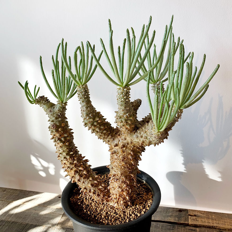 チレコドン ワリチー