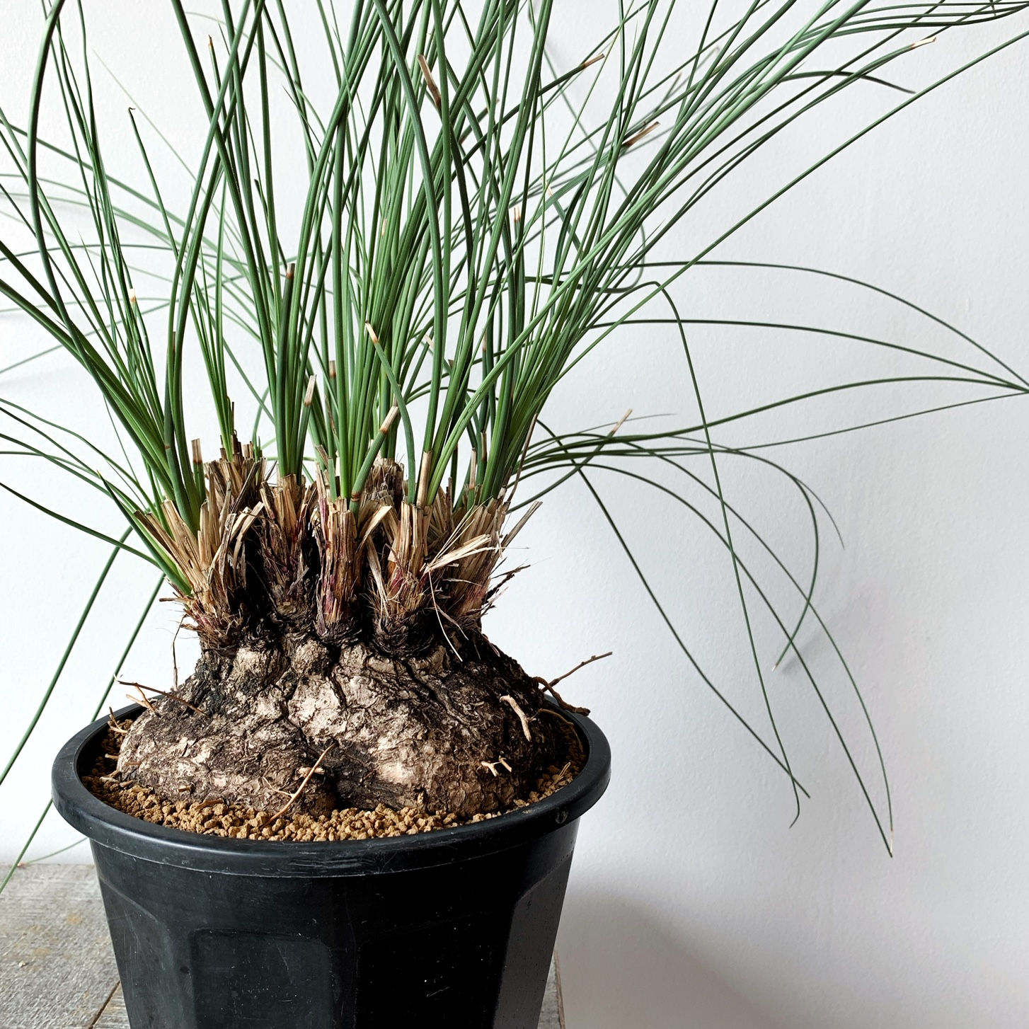 カリバナス フーケリー