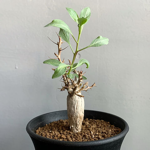 フォークイエリア コルムナリス＃07 | BIZARRE GREEN