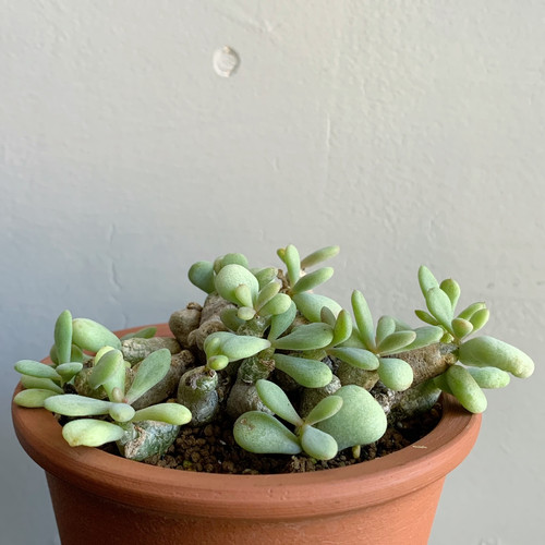 チレコドン デシピエンス3.5号 【公式通販】