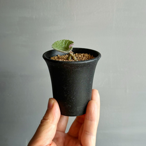 チレコドン・シングラリス＃04 | BIZARRE GREEN