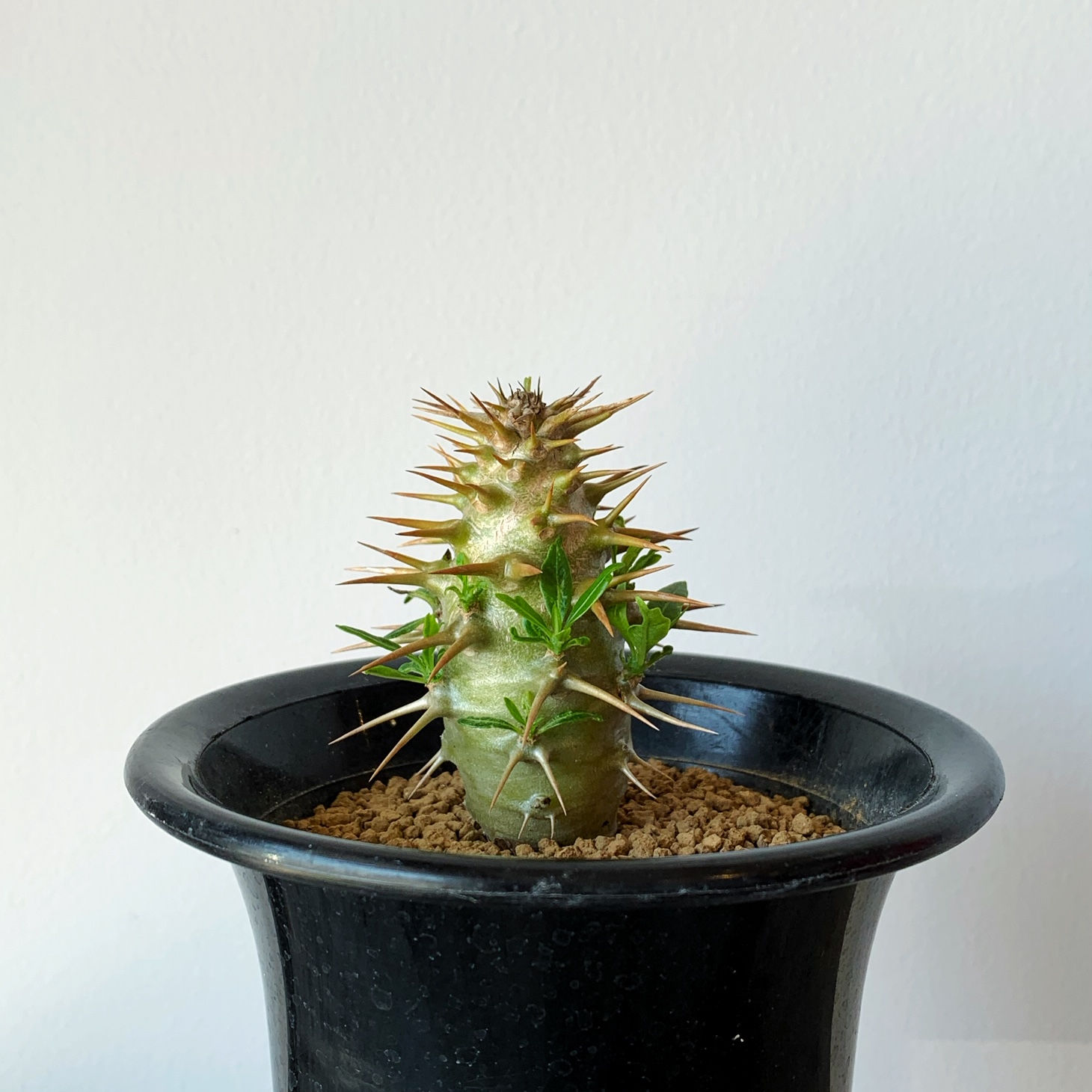 パキポディウム メナベウム