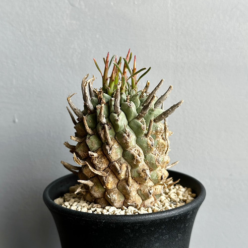 ユーフォルビア スコエンランディー＃G01 | BIZARRE GREEN