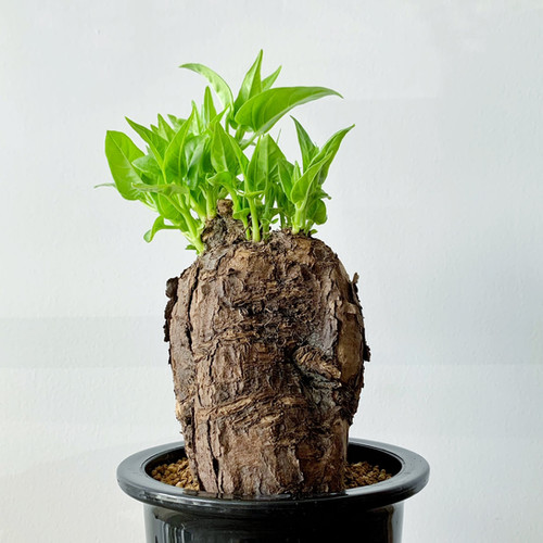 ミラビリス ジャラパ #01 | BIZARRE GREEN