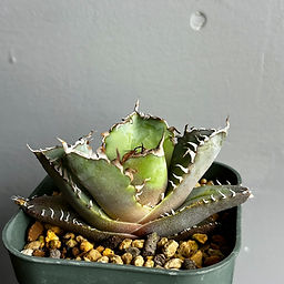 アガベ | BIZARRE GREEN