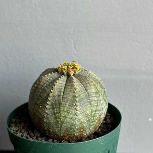 ユーフォルビア オベサ #121 | BIZARRE GREEN