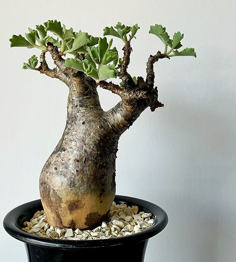 キフォステンマ ベティフォルメ(ソマリア産) | BIZARRE GREEN キフォステンマ ベティフォルメ(ソマリア産) | BIZARRE GREEN