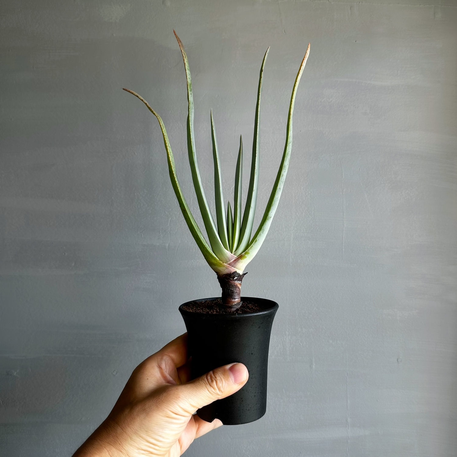 クマラ プリカティリス＃01 | BIZARRE GREEN