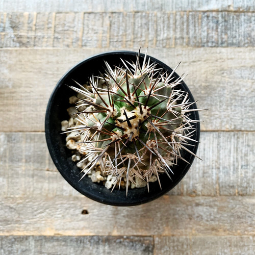 コピアポア フィードレリアナ | BIZARRE GREEN