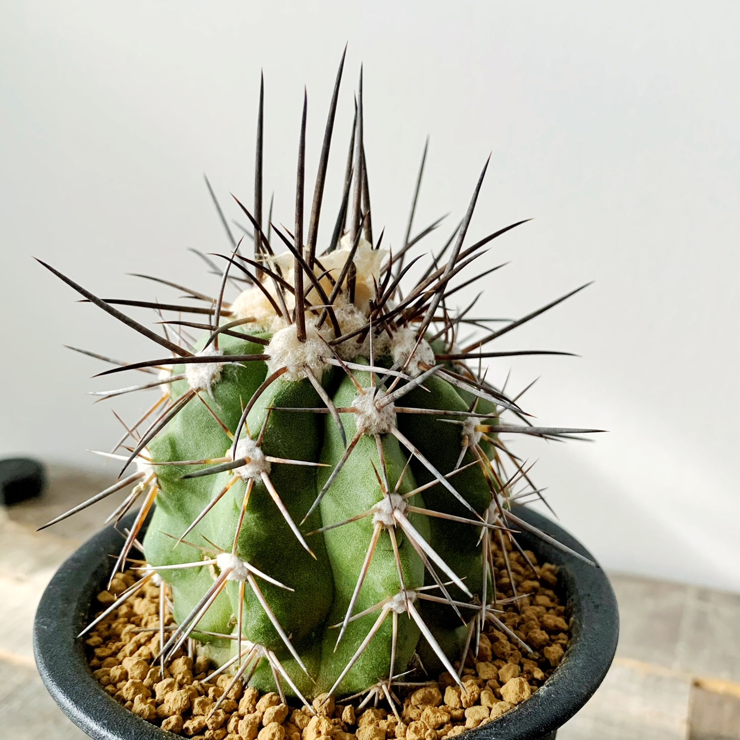 コピアポア マルギナータ  #03