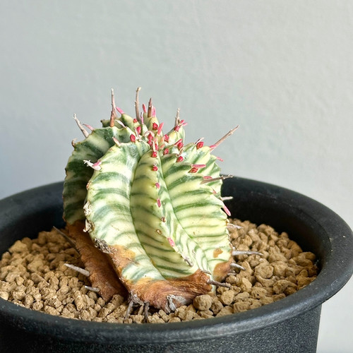 ユーフォルビア メロフォルミス錦＃06 | BIZARRE GREEN