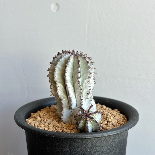 No.007 ユーフォルビア ホリダ / Euphorbia Horrida 