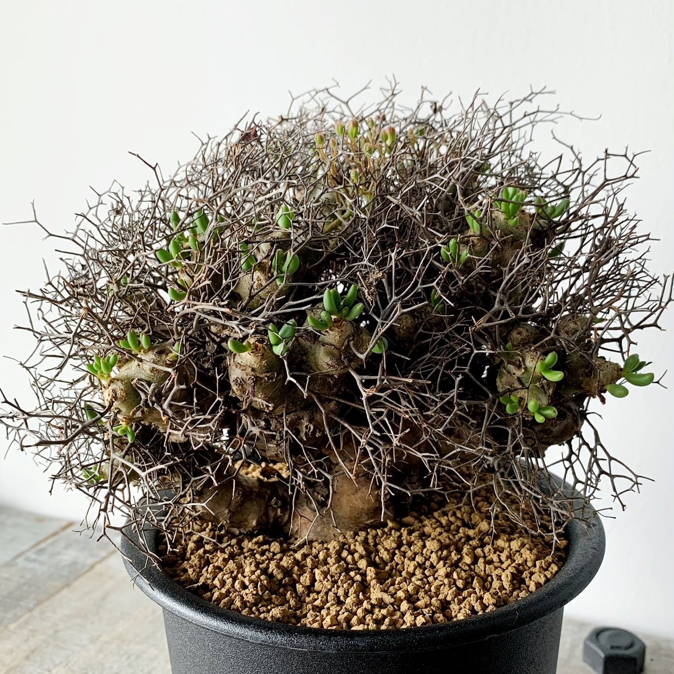 チレコドン レティキュラーツス（万物想）＃12