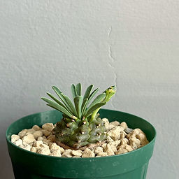 All Plants | BIZARRE GREEN