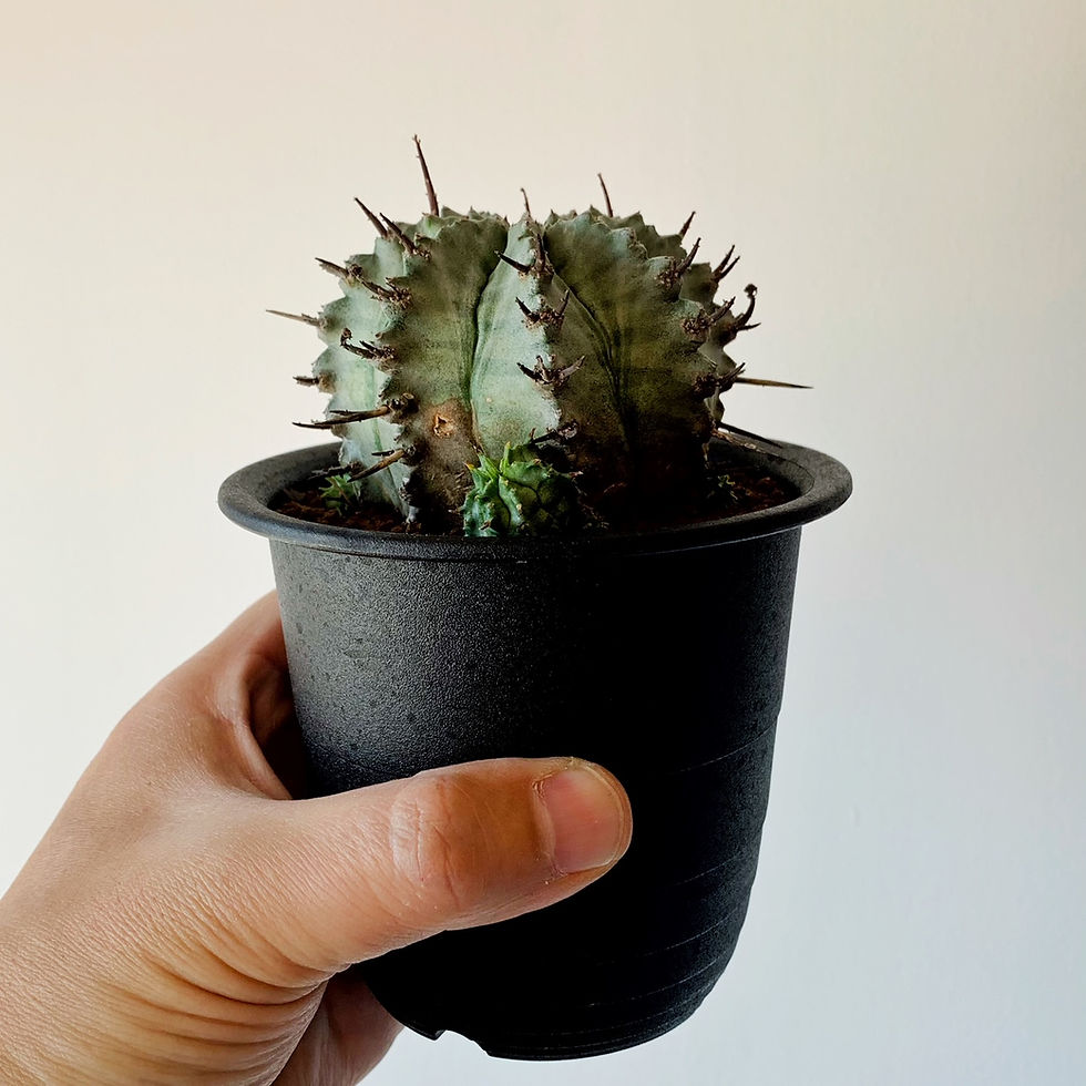 サムネイル： ユーフォルビア ゲンコツホリダ #02