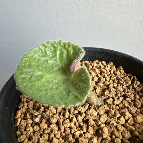 チレコドン　シンギュラリス　シングラリス　休眠中 チレコドン・シングラリス＃04 | BIZARRE GREEN