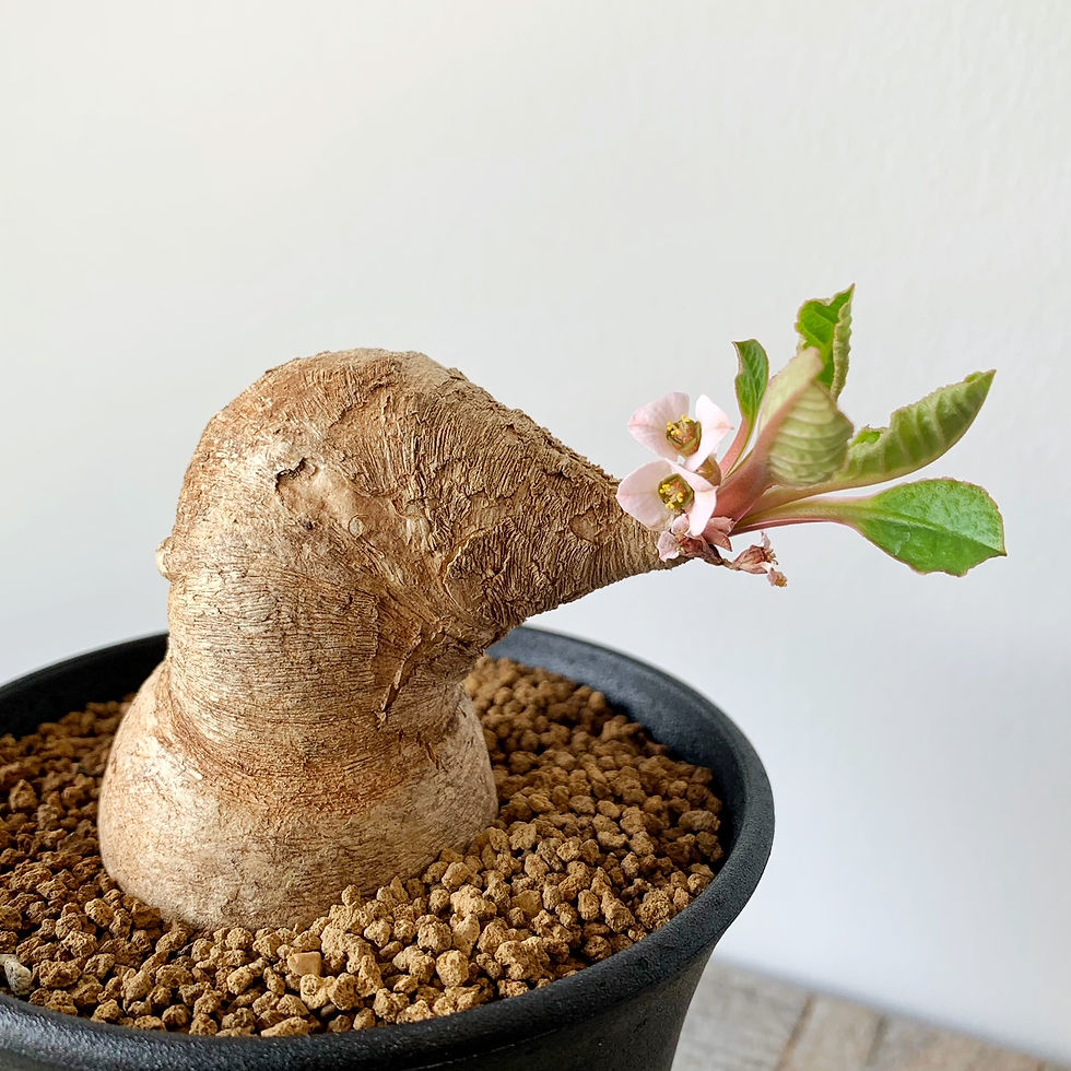 ユーフォルビア プリムリフォリア(ベガルディー)#04