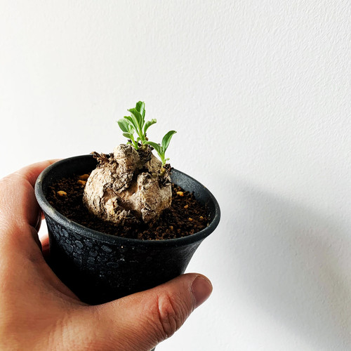 プテロディスクス スペシオーサス | BIZARRE GREEN