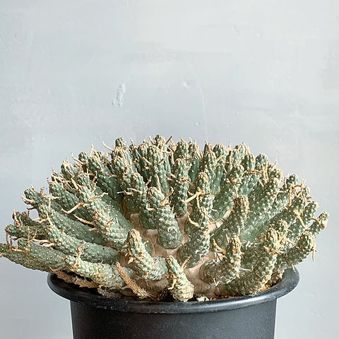 ユーフォルビア フスカ#G01 | BIZARRE GREEN ユーフォルビア フスカ#G01 | BIZARRE GREEN