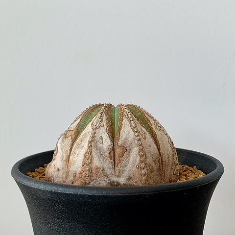 ユーフォルビア オベサ(木質化) #26 | BIZARRE GREEN ユーフォルビア オベサ(木質化) #26 | BIZARRE GREEN