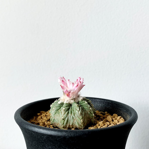 アズテキウム リッテリ #06（花籠） | BIZARRE GREEN