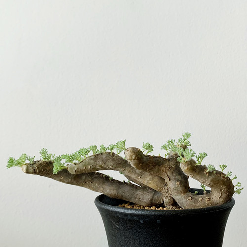 モンソニア ムルチフィダ #12 | BIZARRE GREEN