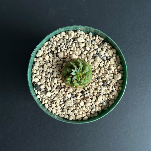オベサ鉄甲 オベサ鉄甲 ♀