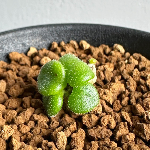 ぷくぷく多頭！ ポドレイアエ チレコドン 多肉植物 塊根植物 実生