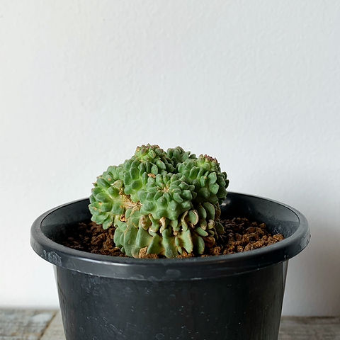 エキノフォスロカクタス縮玉刺無モンスト | BIZARRE GREEN