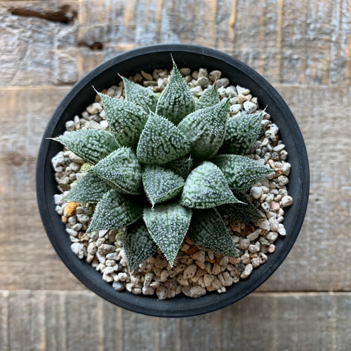 ハオルチア プラチナ #01 | BIZARRE GREEN