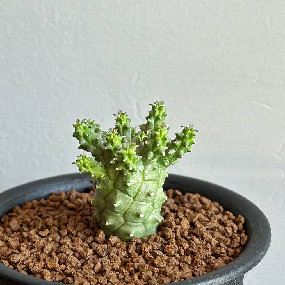 ユーフォルビア ガムケンシス #14