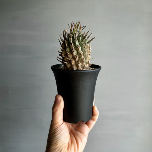 ユーフォルビア スコエンランディー＃G01 | BIZARRE GREEN