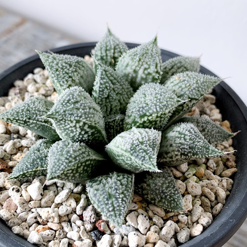 ハオルチア プラチナ #01 | BIZARRE GREEN