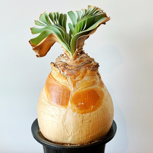 ブーファン ハエマンソイデス ケープバルブ 現地球 【公式通販】