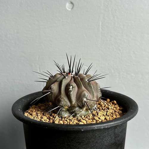 コピアポア デアルバータ（黒士冠）＃15 | BIZARRE GREEN