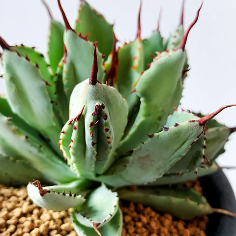 モンスト Agave desmettiana 斑入り 陶器鉢のまま発送 アガベ モンスト モンスト Agave desmettiana 斑入り 陶器鉢のまま発送 アガベ モンスト