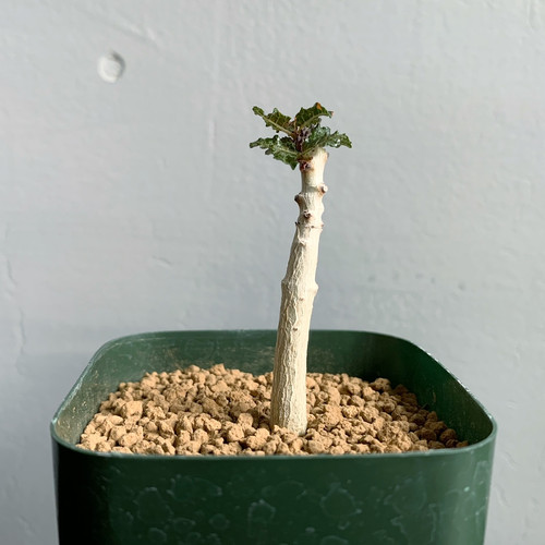 ボスウェリア　ポポビアナ2 ボスウェリア ポポビアナ2