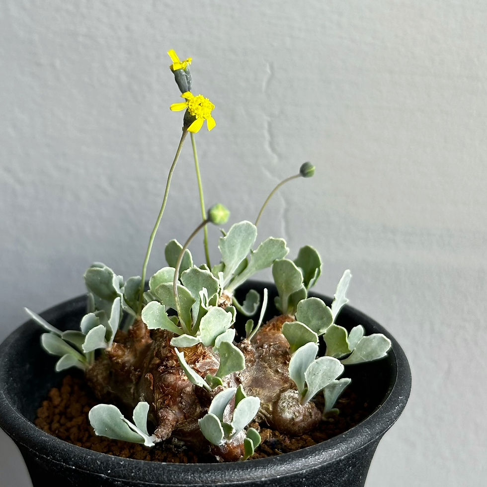 オトンナ カカリオイデス #80