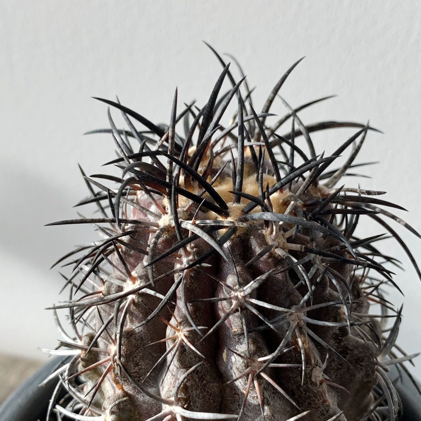 コピアポア デュラ （銅鑼丸）＃03 IZUNAポット「雷」M | BIZARRE GREEN