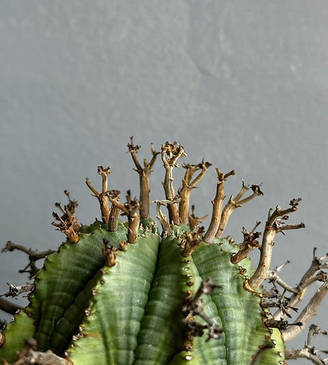 ユーフォルビア スーパー バリダ #04 | BIZARRE GREEN