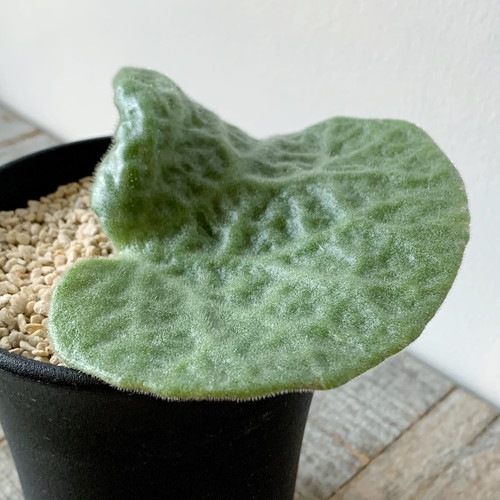 チレコドン　シンギュラリス　シングラリス　休眠中 Amazon｜【現品限り】チレコドン・シングラリス【B4】 Tylecodon