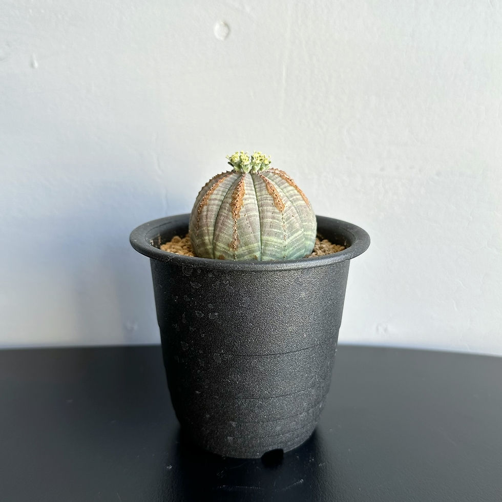 69【美模様】ユーフォルビア オベサ Euphorbia obesa ベアルート 69【美模様】ユーフォルビア オベサ Euphorbia obesa ベアルート