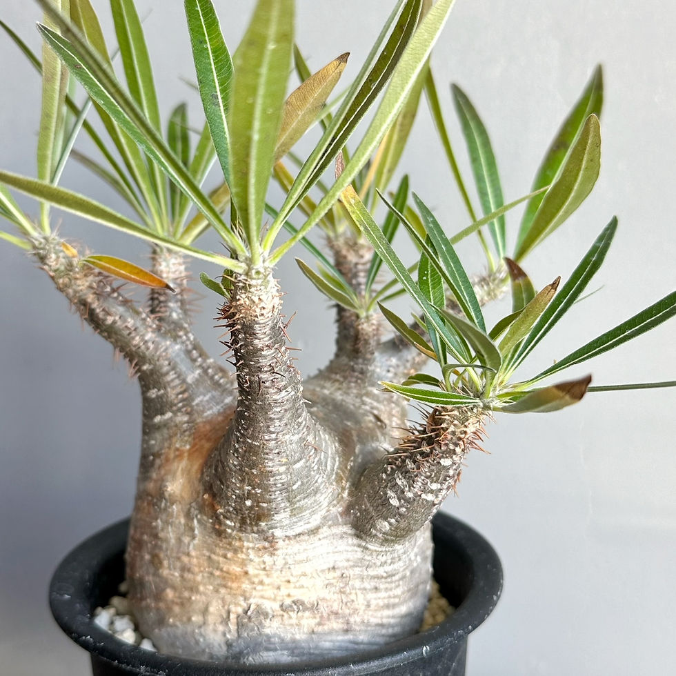 パキポディウム グラキリス #G103