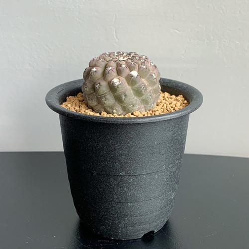 エリオシケ ナピナ＃01 | BIZARRE GREEN