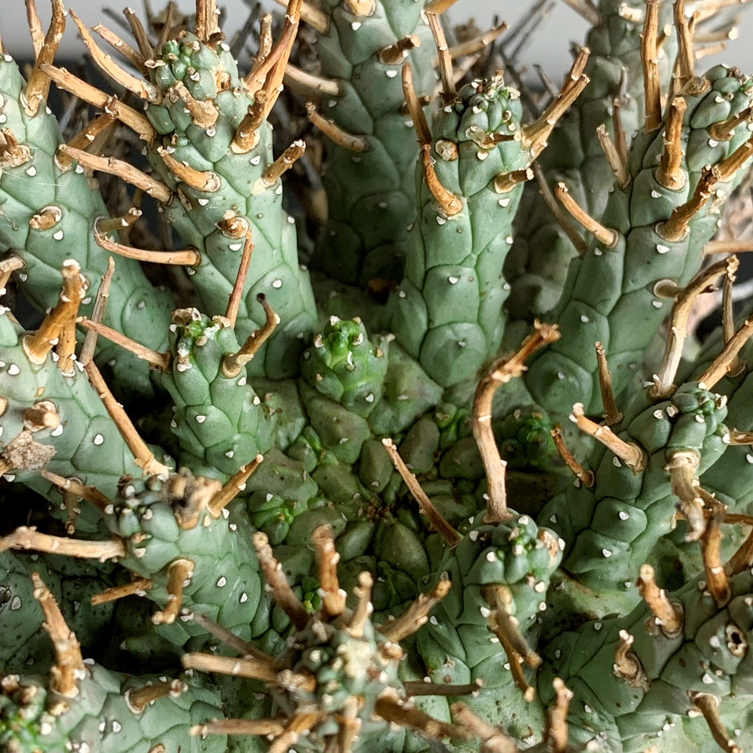 ユーフォルビア クラシぺス＃01 | BIZARRE GREEN