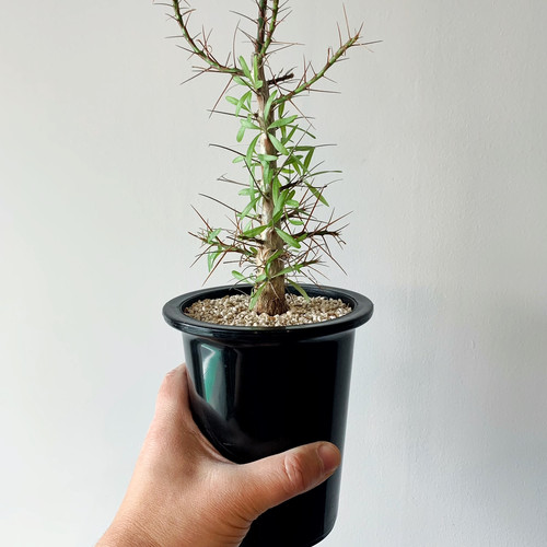 フォークイエリア プルプシー | BIZARRE GREEN