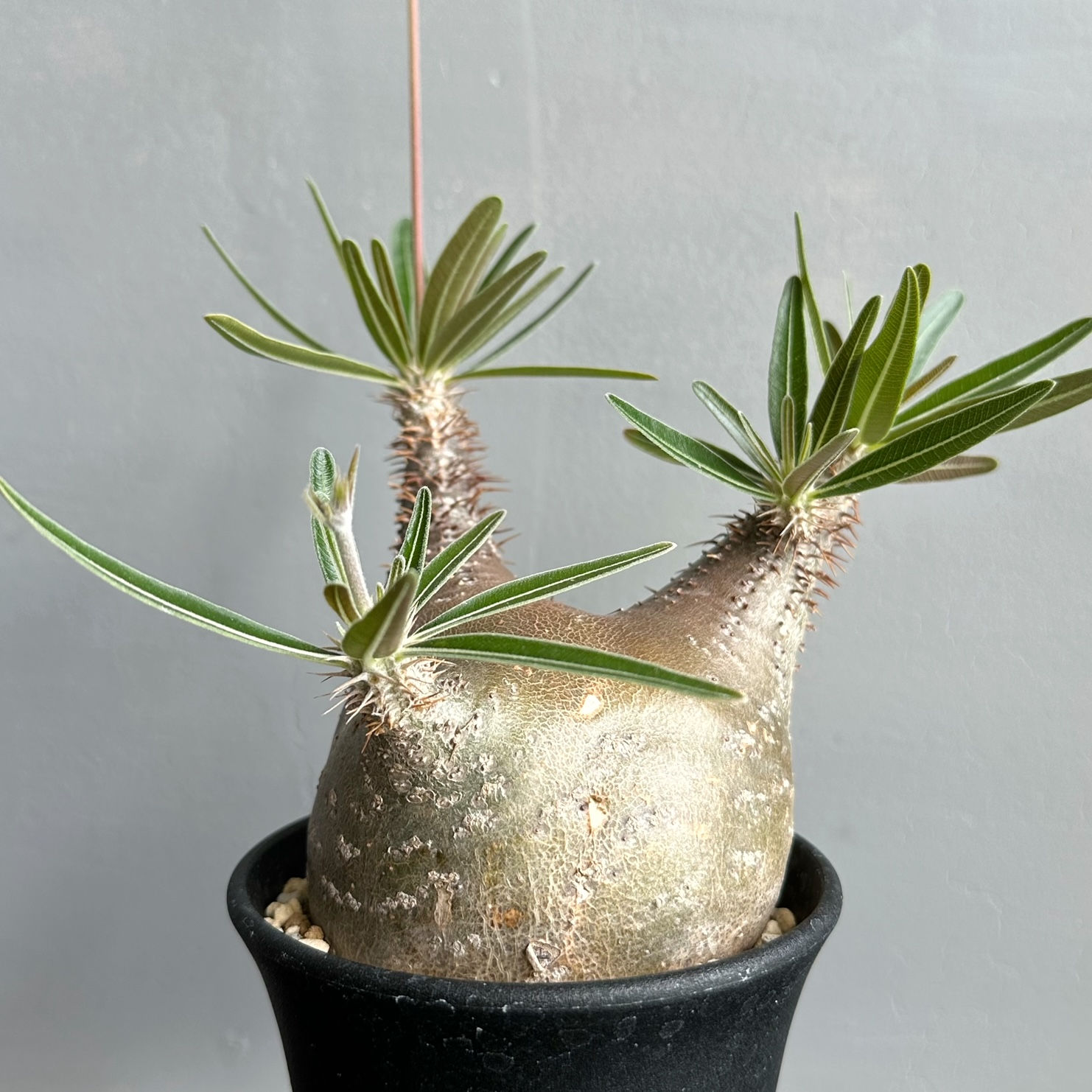 パキポディウム グラキリス ＃G106